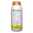 BORNEO